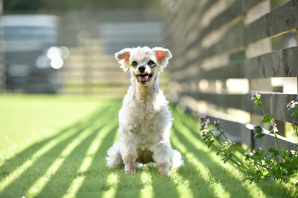 犬が死ぬ前にあなたにみせる行動と 最後のときに出来ること ペトリィ 小さな家族のセレモニー