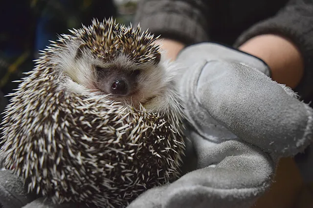ハリネズミは火葬できる 針は残る 火葬方法や葬儀にかかる費用を解説 ペトリィ 小さな家族のセレモニー