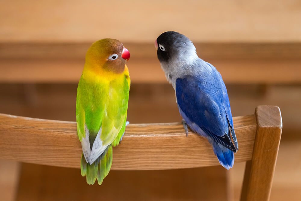 インコ 小鳥が死んだら火葬はできる 遺骨は残るのかや供養方法を紹介 ペトリィ 小さな家族のセレモニー