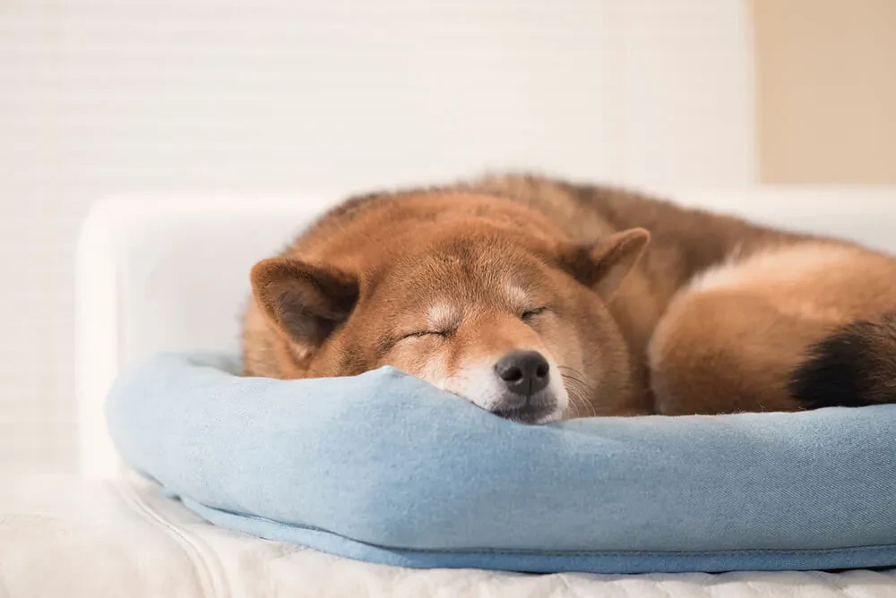 老犬の最期を看取るための心構え お別れの時に飼い主ができること 準備するもの ペトリィ 小さな家族のセレモニー