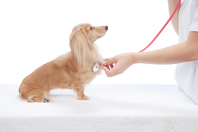 犬の気管虚脱死 窒息やqolの低下を引き起こす疾患の治療法や症状 ペトリィ 小さな家族のセレモニー