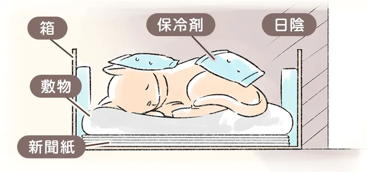 ペットの遺体はどう扱えばいい 安置の方法と保存期間について ペトリィ 小さな家族のセレモニー