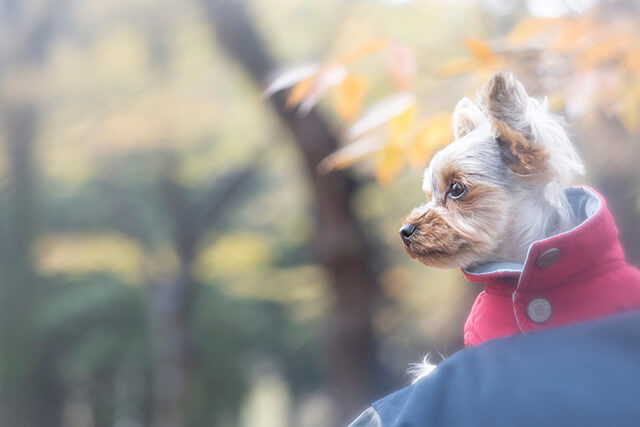 ペットの遺骨は 骨壺のまま長年自宅に置いてもいいの 保存方法と手元供養について ペトリィ 小さな家族のセレモニー