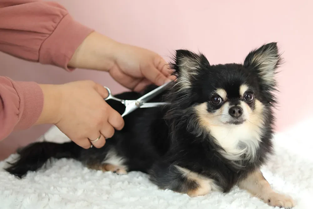 亡くなったペットの毛を形見に残すには 保管方法を解説 ペトリィ 小さな家族のセレモニー