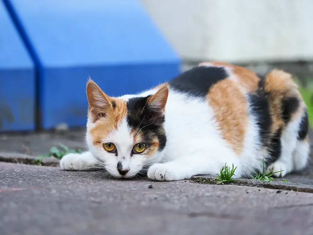 猫のエイズ 末期症状や余命 同居猫への感染性や予防法などについて ペトリィ 小さな家族のセレモニー