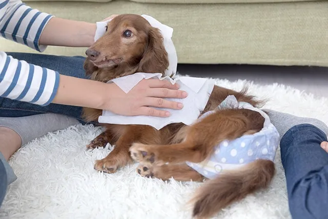 犬が死ぬ前にあなたにみせる行動と 最後のときに出来ること ペトリィ 小さな家族のセレモニー