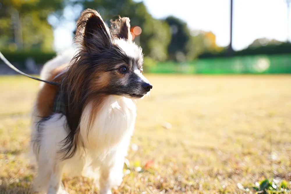犬に黒色タール便や血便がみられたときの余命 原因疾患について ペトリィ 小さな家族のセレモニー