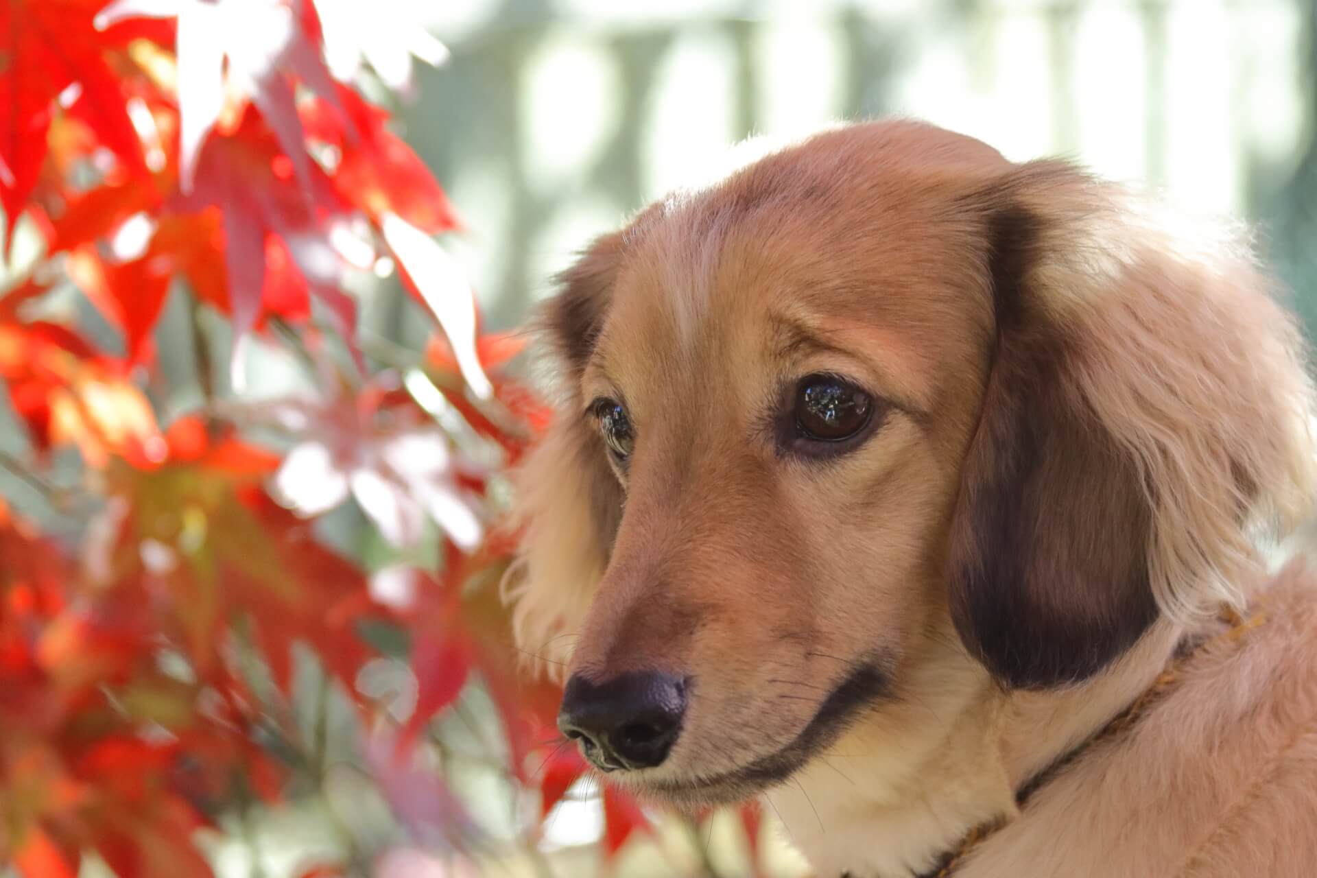 老犬の最期を看取るための心構え お別れの時に飼い主ができること 準備するもの ペトリィ 小さな家族のセレモニー