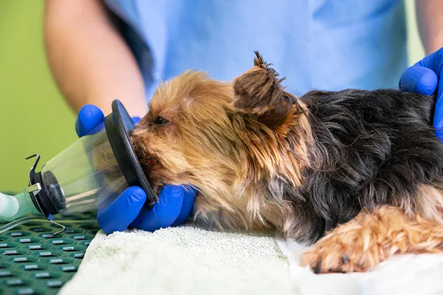 犬の気管虚脱死 窒息やqolの低下を引き起こす疾患の治療法や症状 ペトリィ 小さな家族のセレモニー