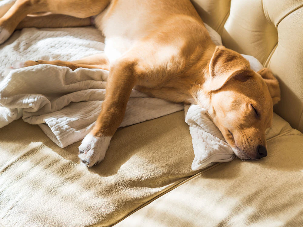 犬は死後生き返るのか 死後硬直と解硬から考えるその可能性 ペトリィ 小さな家族のセレモニー