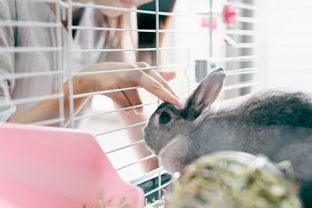 うさぎは火葬できる 遺骨の残し方や供養方法 葬儀費用を紹介 ペトリィ 小さな家族のセレモニー