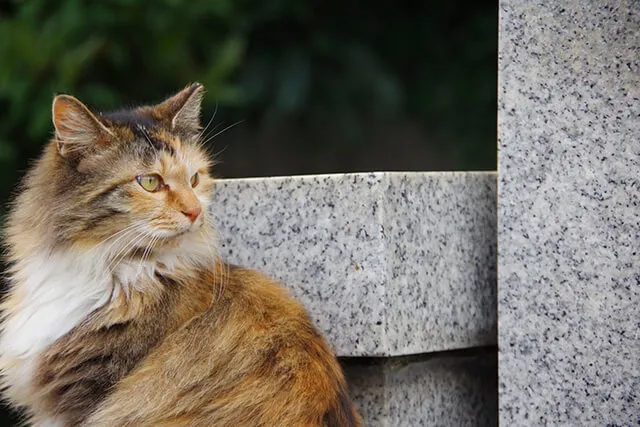 市場 萩焼 小型犬用：萩焼工房 猫 ペット骨壺