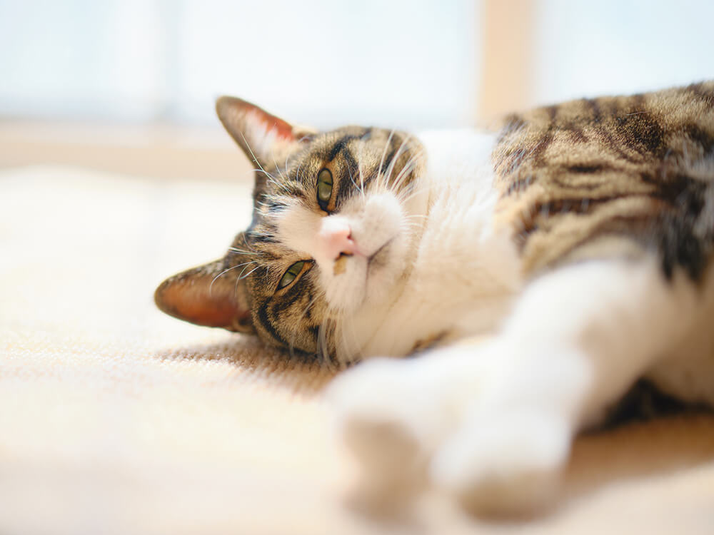 老猫の看取り方手引き 飼い主が見届ける愛猫の幸せな最期と介護ケア ペトリィ 小さな家族のセレモニー