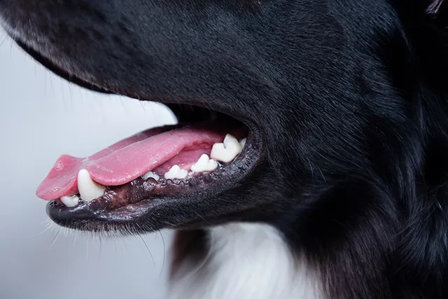 犬の口腔内メラノーマとは 余命やステージ 治療法について ペトリィ 小さな家族のセレモニー