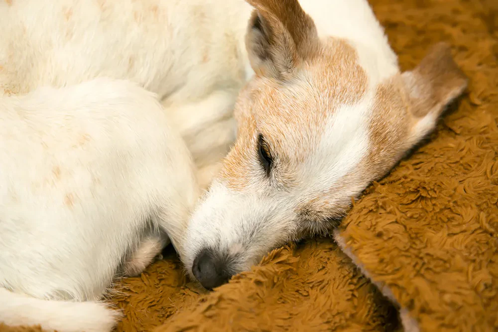 犬の床ずれについて 予防法やグッズの選び方 寝返り介助など ペトリィ 小さな家族のセレモニー