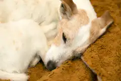 犬の床ずれについて 予防法やグッズの選び方 寝返り介助など ペトリィ 小さな家族のセレモニー 犬の床ずれについて 予防法やグッズの選び方 寝返り介助など ペトリィ 小さな家族のセレモニー