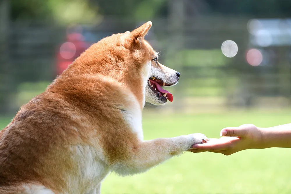 犬の認知症の症状や原因とは 家庭でおこなうケアについても解説 ペトリィ 小さな家族のセレモニー