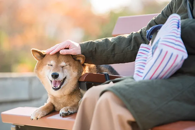 老犬の夜泣きの原因とは 対処法やケア方法解説 ペトリィ 小さな家族のセレモニー