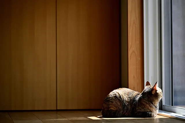 猫の肝不全 余命に関わる症状や その原因 治療法について解説 ペトリィ 小さな家族のセレモニー