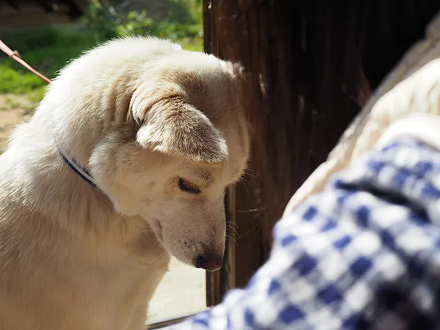 犬の認知症の症状や原因とは 家庭でおこなうケアについても解説 ペトリィ 小さな家族のセレモニー