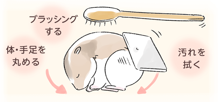 ハムスターが亡くなったらすることとは 火葬や供養方法を紹介 ペトリィ 小さな家族のセレモニー