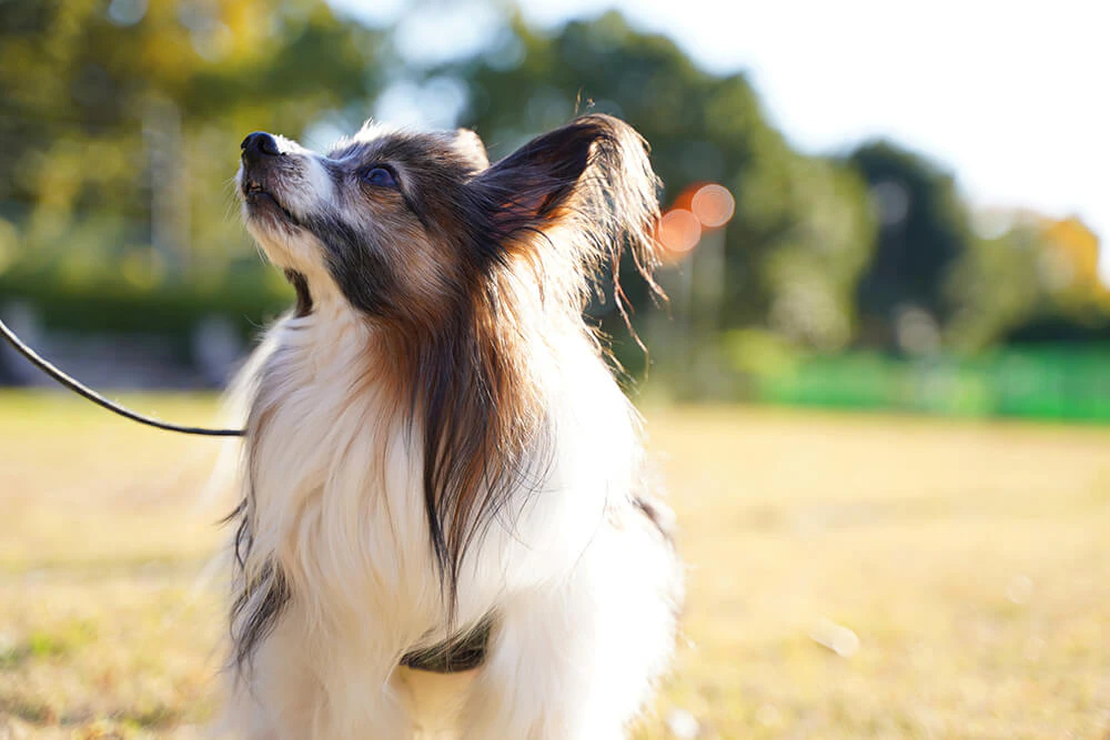 老犬の最期を看取るための心構え お別れの時に飼い主ができること 準備するもの ペトリィ 小さな家族のセレモニー