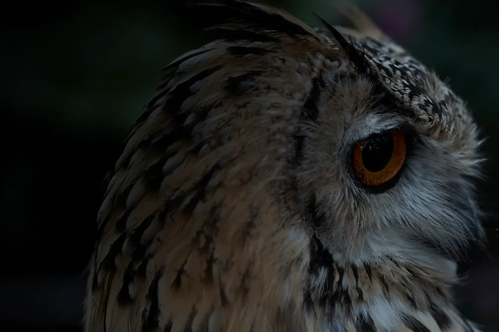 金魚が死んだら何をすれば良い 適切な亡骸処理と供養方法 死ぬ原因など ペトリィ 小さな家族のセレモニー