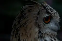 金魚が死んだら何をすれば良い 適切な亡骸処理と供養方法 死ぬ原因など ペトリィ 小さな家族のセレモニー 金魚が死んだら何をすれば良い 適切な亡骸処理と供養方法 死ぬ原因など ペトリィ 小さな家族のセレモニー