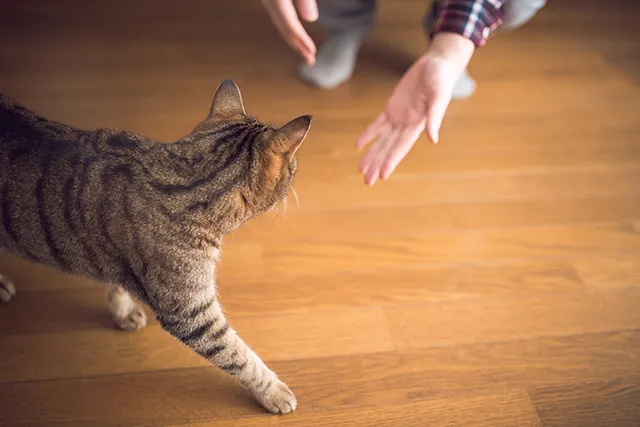 猫の認知症対策は予兆を見逃さず 適切な対処と治療をすることが重要 ペトリィ 小さな家族のセレモニー