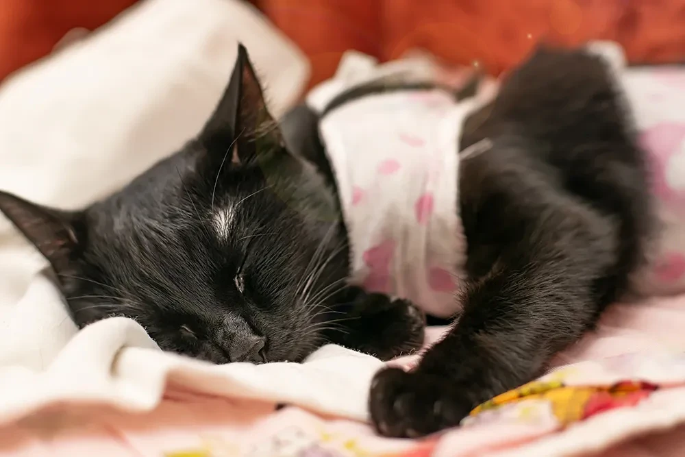 猫におむつはどんな時に必要 嫌がる場合の対処方法や選び方紹介 ペトリィ 小さな家族のセレモニー