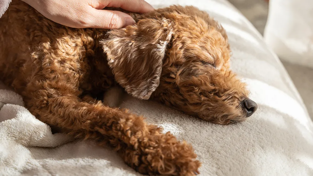 犬の子宮蓄膿症 末期症状を引き起こす命に関わる疾患について ペトリィ 小さな家族のセレモニー