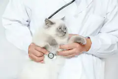 猫で失明をおこす原因 疾患とは 余命や治療 自宅ケアについて解説 ペトリィ 小さな家族のセレモニー 猫で失明をおこす原因 疾患とは 余命や治療 自宅ケアについて解説 ペトリィ 小さな家族のセレモニー