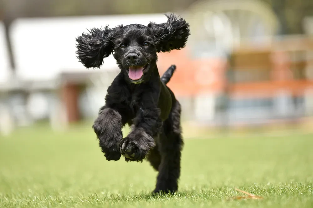 老犬が痙攣発作 すぐできる対処法を紹介 原因と治療 予防も解説 ペトリィ 小さな家族のセレモニー