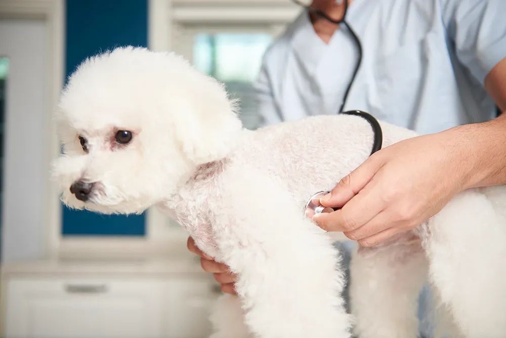 犬の心臓病 末期症状や治療法 心疾患の種類や原因について解説 ペトリィ 小さな家族のセレモニー