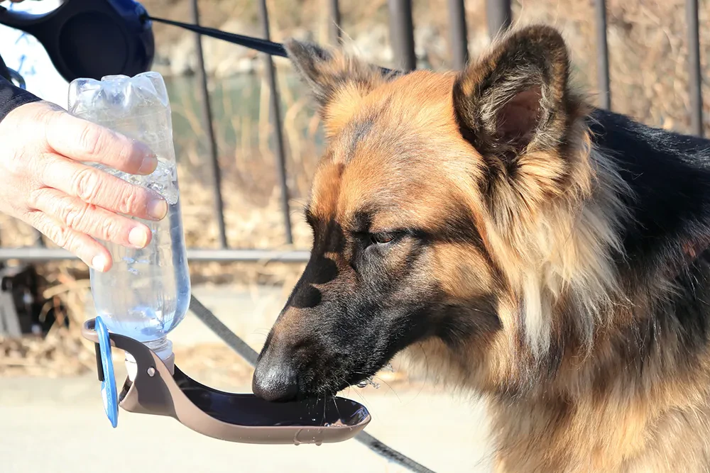 犬が水をよく飲むときの原因は 考えられる病気の可能性を解説 ペトリィ 小さな家族のセレモニー