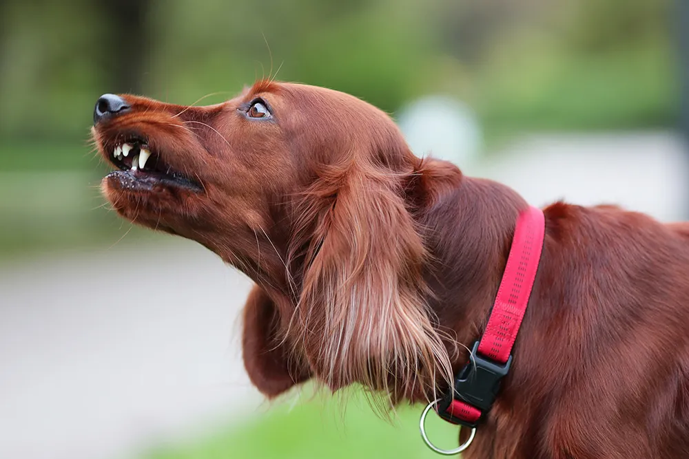 老犬の夜泣きの原因とは 対処法やケア方法解説 ペトリィ 小さな家族のセレモニー