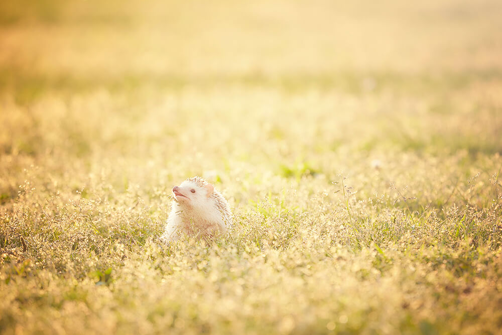 ハリネズミが死んだらすることとは 多い死因や埋葬方法について ペトリィ 小さな家族のセレモニー