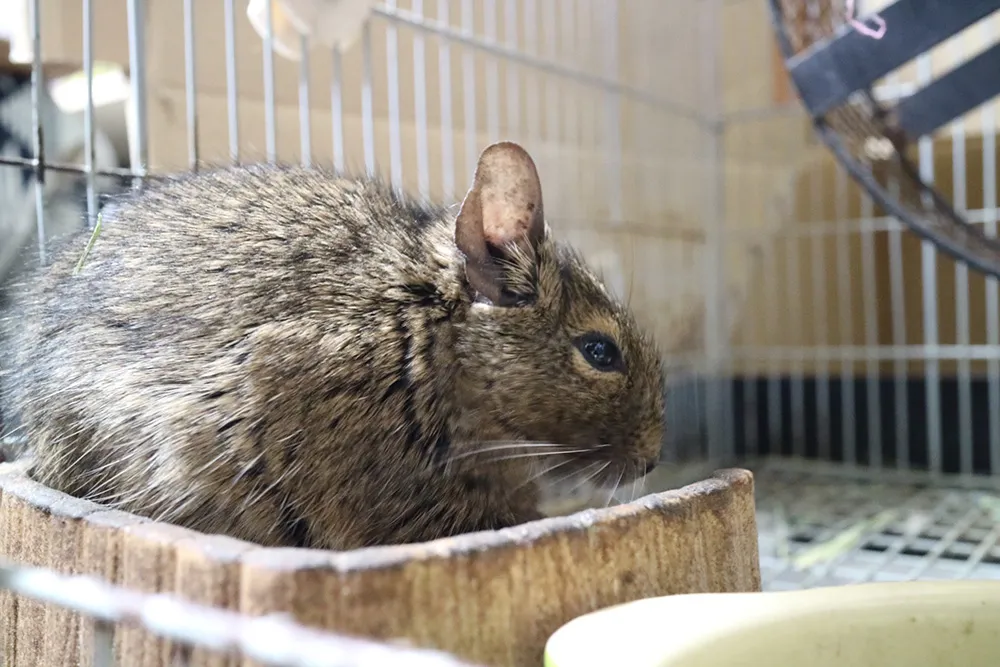 金魚が死んだら何をすれば良い 適切な亡骸処理と供養方法 死ぬ原因など ペトリィ 小さな家族のセレモニー