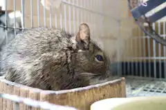 金魚が死んだら何をすれば良い 適切な亡骸処理と供養方法 死ぬ原因など ペトリィ 小さな家族のセレモニー 金魚が死んだら何をすれば良い 適切な亡骸処理と供養方法 死ぬ原因など ペトリィ 小さな家族のセレモニー