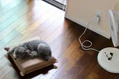 犬のクッシング症候群 末期症状や余命 治療法について解説 ペトリィ 小さな家族のセレモニー 犬のクッシング症候群 末期症状や余命 治療法について解説 ペトリィ 小さな家族のセレモニー