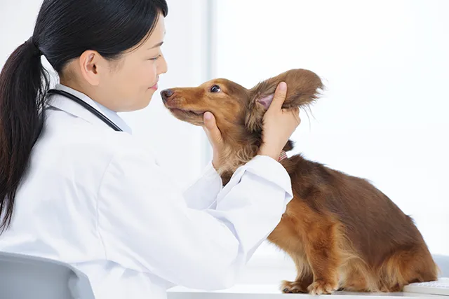老犬が痙攣発作 すぐできる対処法を紹介 原因と治療 予防も解説 ペトリィ 小さな家族のセレモニー