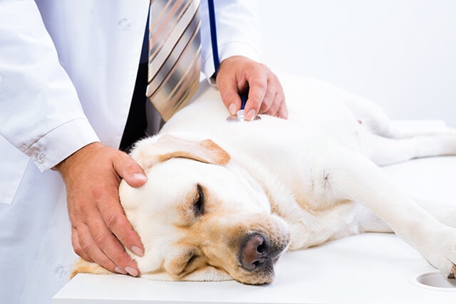 犬が動かなくなったとき 犬の死亡確認方法と仮死状態との見分け方 ペトリィ 小さな家族のセレモニー 犬が動かなくなったとき 犬の死亡確認方法と仮死状態との見分け方 ペトリィ 小さな家族のセレモニー