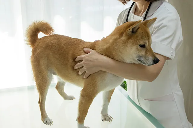 犬のリンパ腫 ステロイドや抗がん剤による治療や余命について解説 ペトリィ 小さな家族のセレモニー 犬のリンパ腫 ステロイドや抗がん剤による治療や余命について解説 ペトリィ 小さな家族のセレモニー
