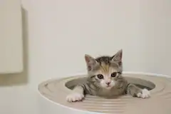 猫の胸水 余命に関わる疾患が引き起こす症状と その原因 ペトリィ 小さな家族のセレモニー 猫の胸水 余命に関わる疾患が引き起こす症状と その原因 ペトリィ 小さな家族のセレモニー