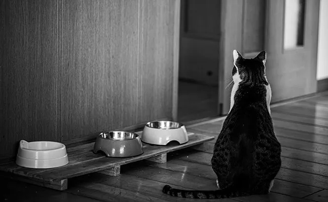 猫が死ぬ前にみせる兆候 あなたがそのとき愛猫にできること ペトリィ 小さな家族のセレモニー