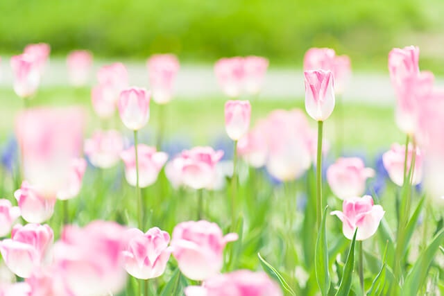 ペット火葬用おすすめのお花5選 色合いや花言葉が選ぶポイント ペトリィ 小さな家族のセレモニー ペット火葬用おすすめのお花5選 色合いや花言葉が選ぶポイント ペトリィ 小さな家族のセレモニー