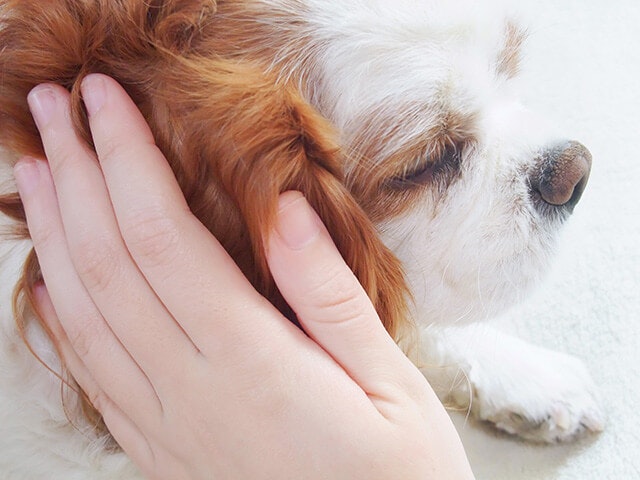 犬が死ぬ前にあなたにみせる行動と 最後のときに出来ること ペトリィ 小さな家族のセレモニー 犬が死ぬ前にあなたにみせる行動と 最後のときに出来ること ペトリィ 小さな家族のセレモニー