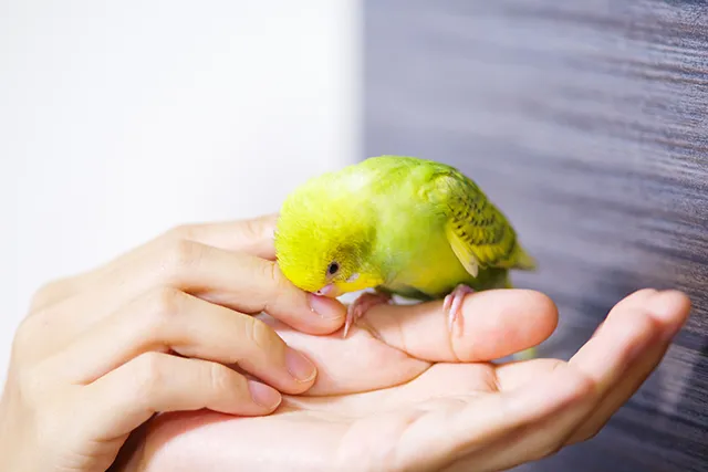 セキセイインコが死ぬときの前兆や死因について 生活における注意点 ペトリィ 小さな家族のセレモニー