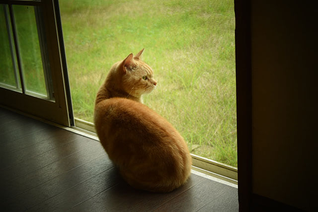 猫が動かなくなったとき、死亡確認と蘇生の方法は？  ペトリィ 小さな 