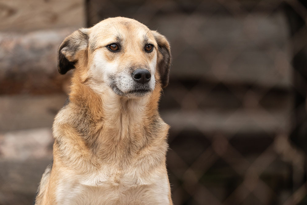 犬の安楽死はなぜおこなわれるのか 目的や方法 費用の問題について ペトリィ 小さな家族のセレモニー